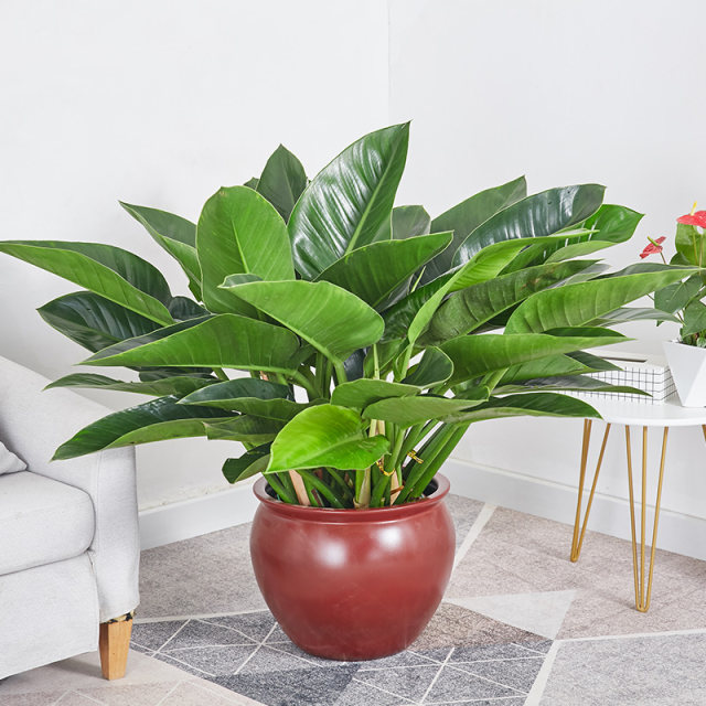 ແກ້ວສີຂຽວ Potted Gold Diamond Philodendron Bonsai Office Home Indoor Evergreen Plant Fresh Air Green Plant Flowers