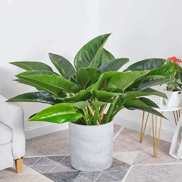 ແກ້ວສີຂຽວ Potted Gold Diamond Philodendron Bonsai Office Home Indoor Evergreen Plant Fresh Air Green Plant Flowers