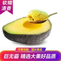 Mexico imports 10 large avocados seasonal fresh fruit for pregnant women and baby ready-to-eat avocados