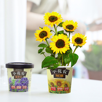 Les enfants cultifes de petites plantes potillées Bureau Kids Watch Diary Fleur Fleurs Tournesol Sunflower Phoenix Cornu carnation