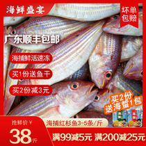 Cisfeng Zhanjiang Red Cedar Fish 500g Marine Fish Fresh Frozen Seafood Aquatic Sea Fishing Red Salmon Goldfish Golden Thread Fish