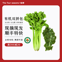 Organic celery 1 5kg organic kale 0 5kg organic vegetables freshly picked and grown set meal SF