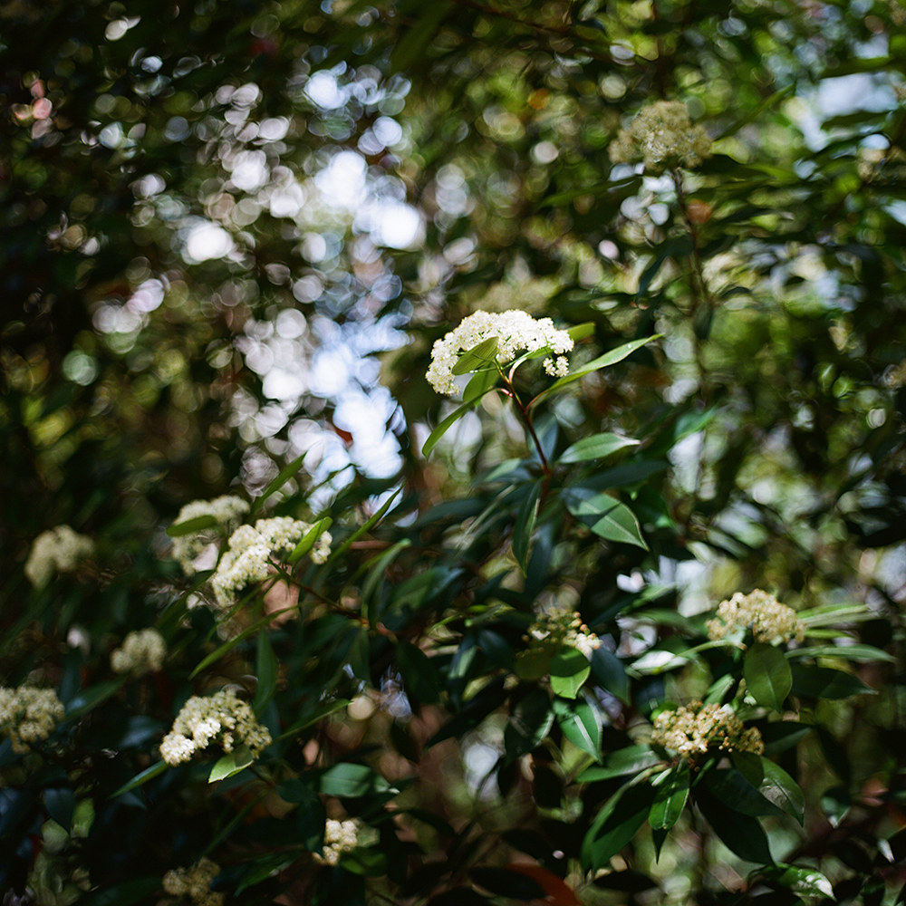 2026年为何电影人要关注电影除碳卷胶片C41冲洗36张彩色胶卷负片？