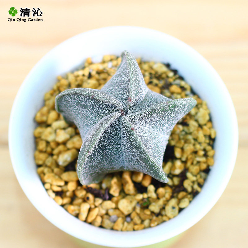 ���߶����辰����