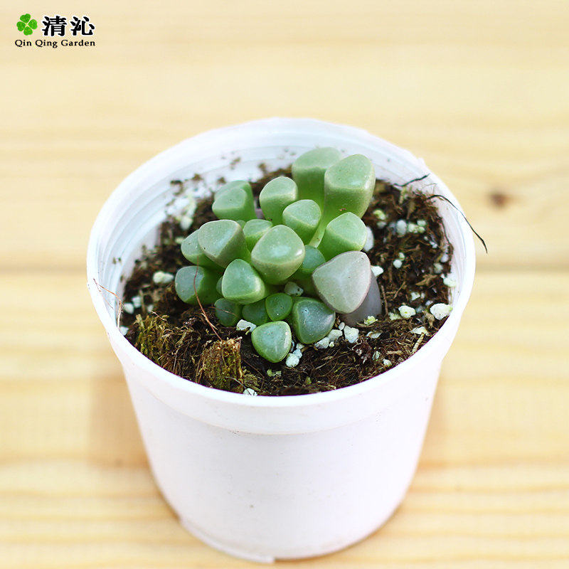 ���߶���������ʮ����