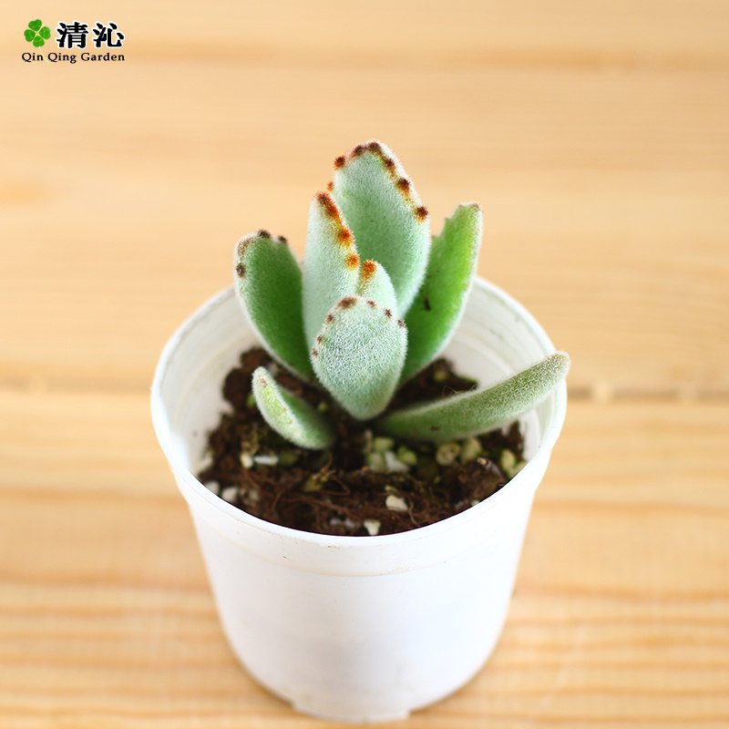 ���߶����������ö�