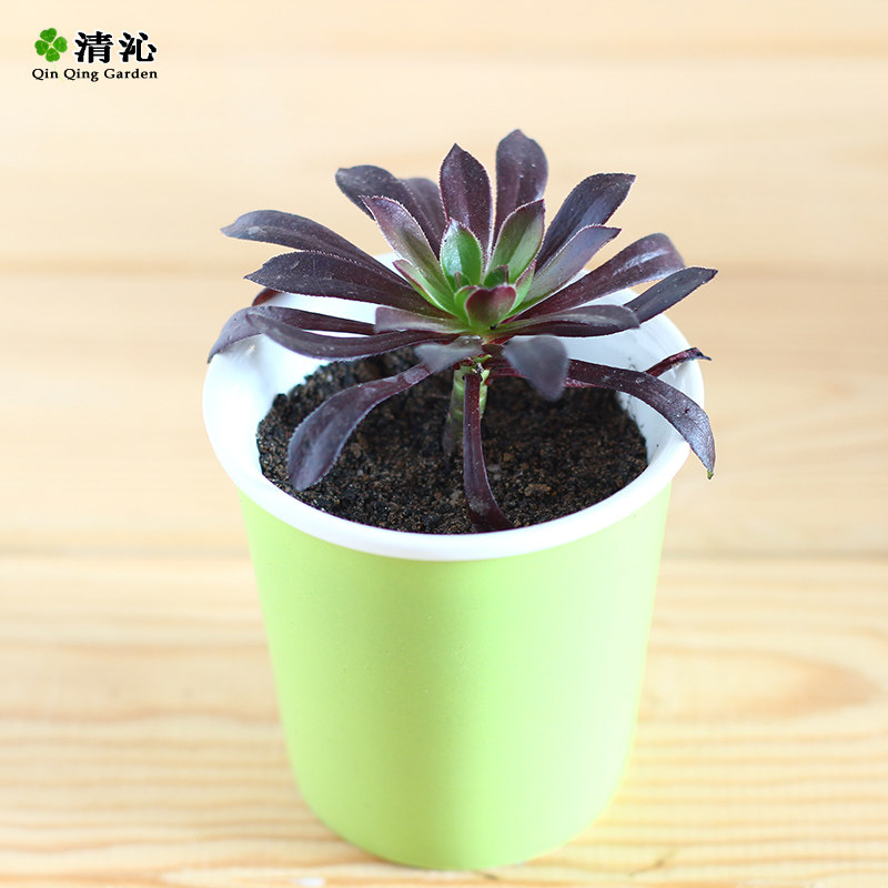 �������� �ڷ�ʦ