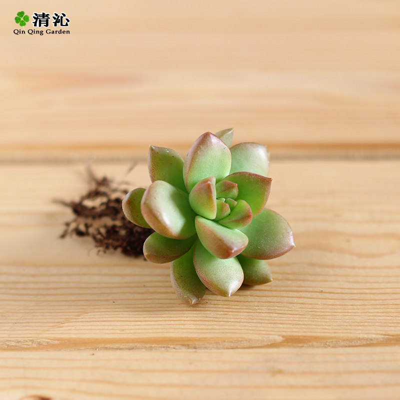 �������Ի���