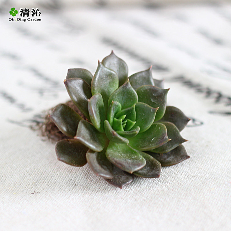 ���߶����辰������