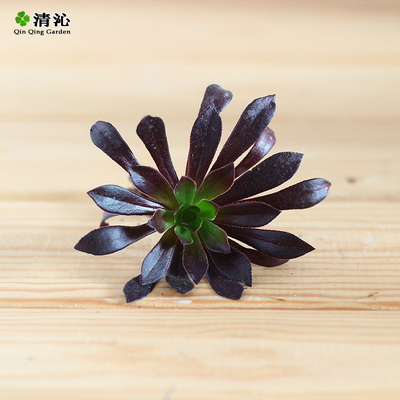 �������� �ڷ�ʦ