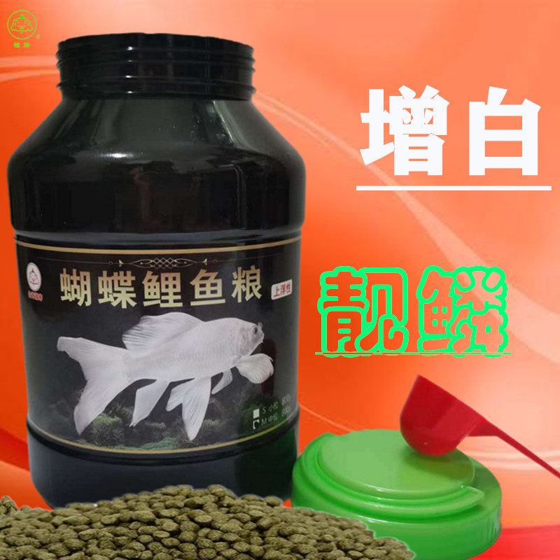 Taiwan Platinum Dragon Phoenix Butterfly Carp Special Feed Grain Brocade Carp Golden Carp Ornamental Fish Increase Body White without muddy water