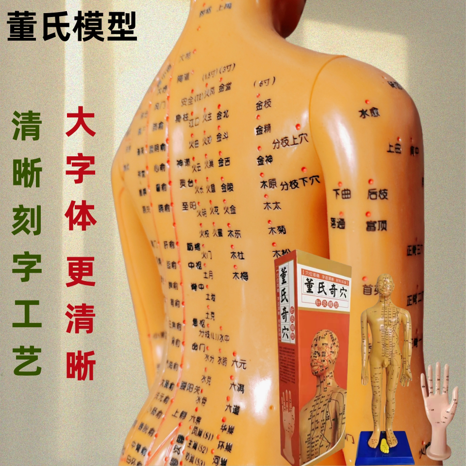 董氏奇穴模型董氏穴位中医针灸人体经络模型十二经络穴位图教人