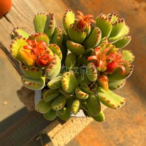 Succulents (bear boy tree bear) small old pile cute meat bear paw blooming multi-head formaldehyde Radiation protection