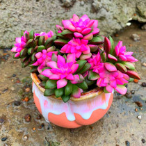 Fleshy Story Museum succulent plants (Blowing Snow Songjin) Karisong plant anti-radiation fleshy potted plants