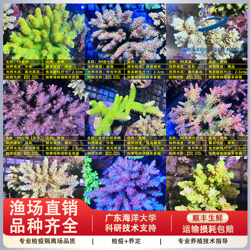 珊瑚 宝石珊瑚・原木 立体・オブジェ coshiyo yonezawa 通販 10127573