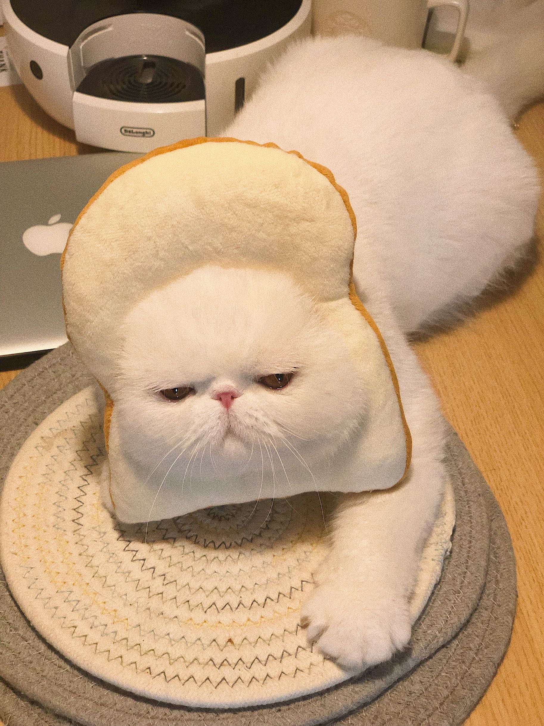 Cat supplies Elizabeth ring puppy cat toast cover scarf toast neck neck neck