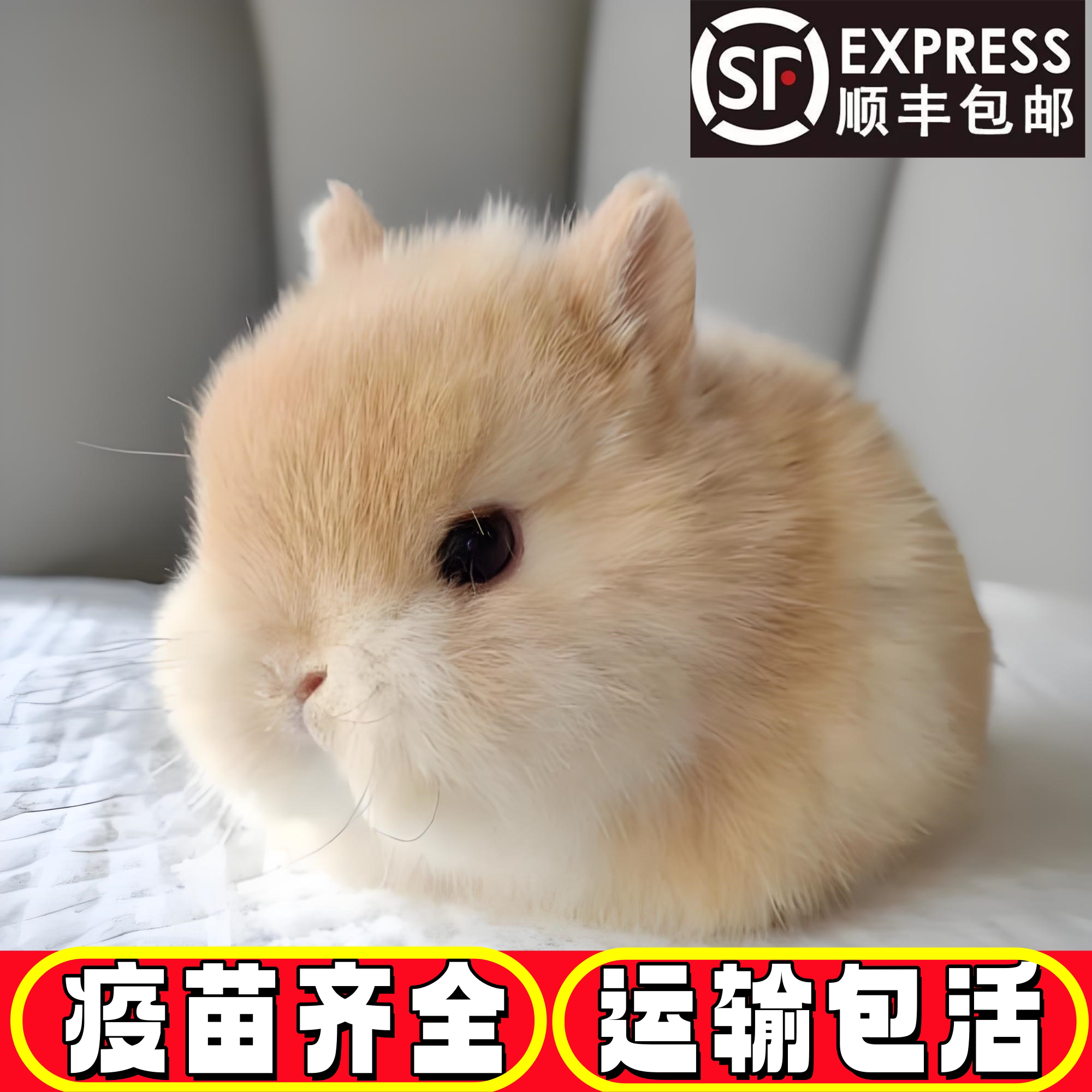 🌟可爱双血统侏儒兔宠物🌟 - 为您带来快乐-兔-淘宝好物网