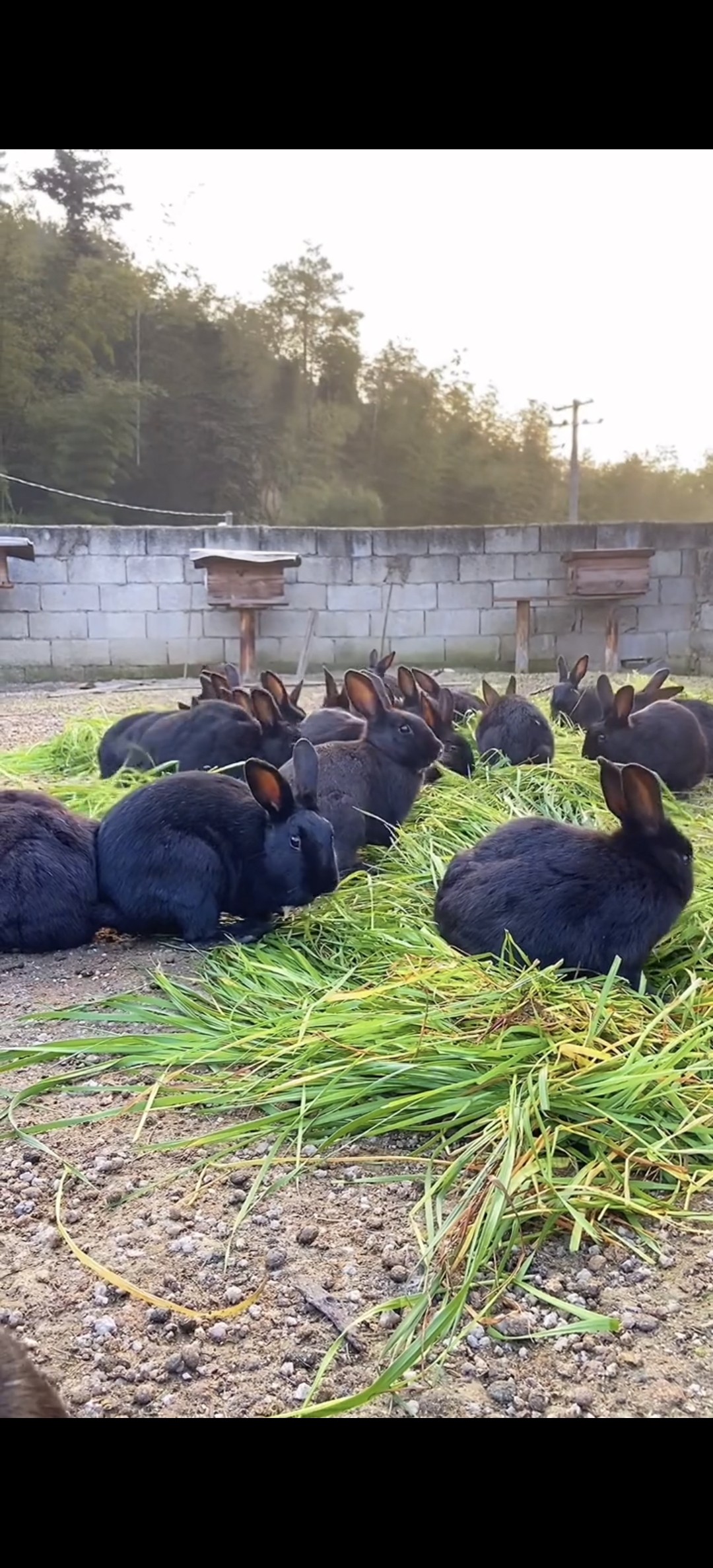 宠物爱好者的理想选择：中华黑兔（散养） 🐰🏠-兔-淘宝好物网