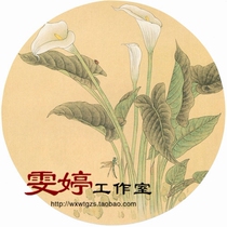 Meticulous painting and drawing draft-fan round face sketch Chinese painting character calla lily