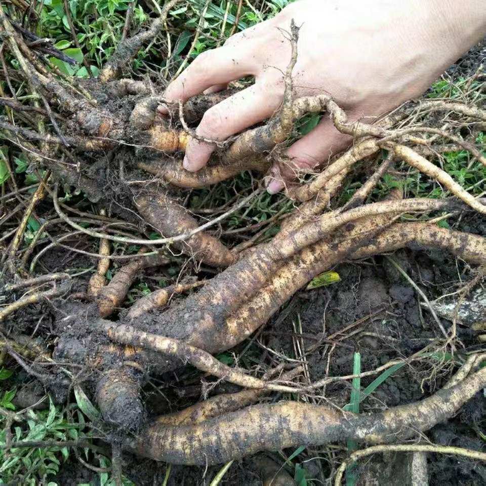 Fog water kudzu glutinous rice vine root bundle immortal rope duo abscess herbal pure root 500g