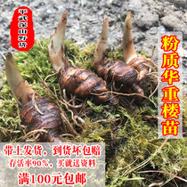 Fanli Heavy Building Seedlings Yunnan Dianshong Miao Hua Chong Lou Seeds Seven-leaf Flower Seeds Hua Chong Lou Seed