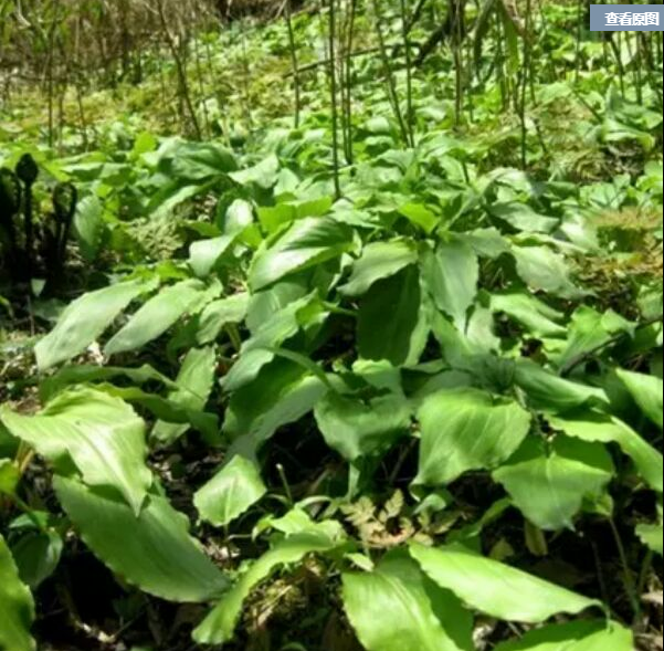 Wild Vegetable Deer Eared Leeks Leeks Heavenly Garlic Sky Scallion Wild Fresh to Order Green Wildvegetables 500g