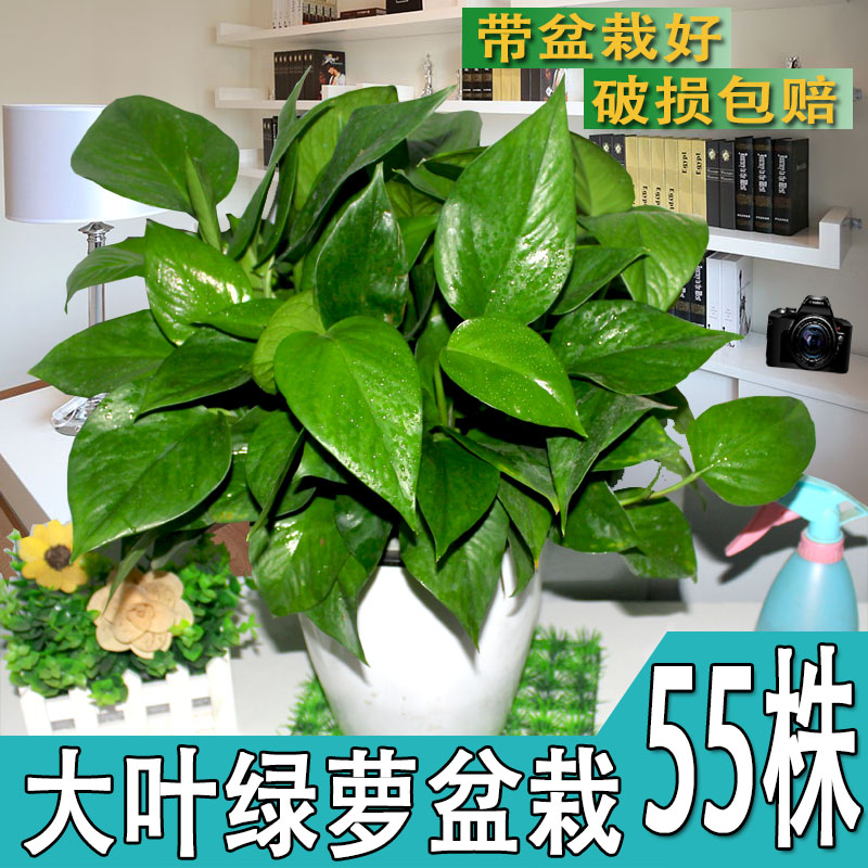 绿萝盆栽室内花卉盆栽绿植水养水培吊兰花长藤绿萝批吸甲醛植物
