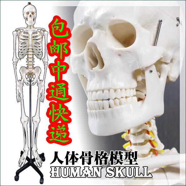 廠家直銷美術醫用藝用最標準的170cm人體大骨骼模型骷髏骨架標本