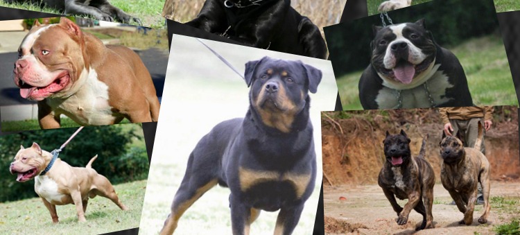 20 kg âm nhạc thú cưng Sản phẩm AIDS bắt nạt Casro Dubin đấu bò Rottweiler cơ bắp đặc biệt thức ăn cho chó lớn 10kg - Chó Staples thức ăn cho chó ganador