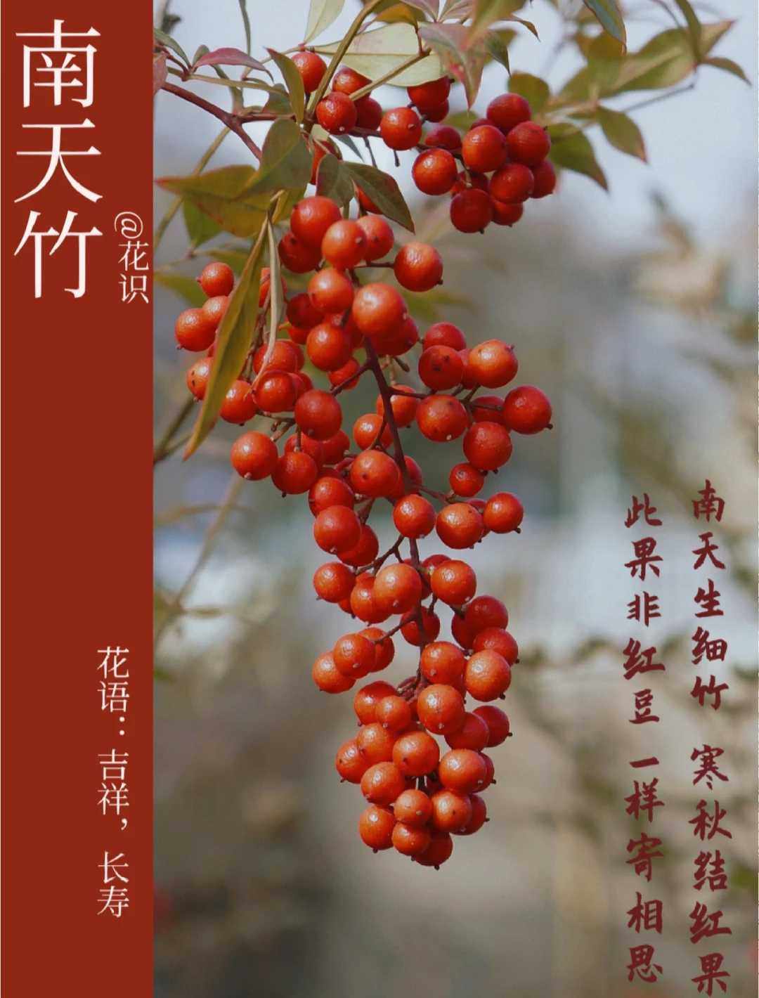千树园艺的LOGO