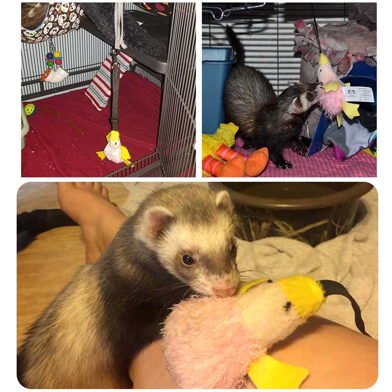 Small pet toy can hang trampoline sounding duck ferret to relieve itself of a plush duck
