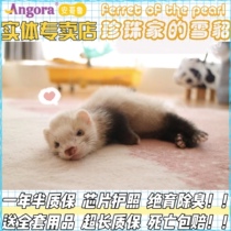 (Pearls ferret) Angoru pet ferret living lazy dormitory small pet National Home