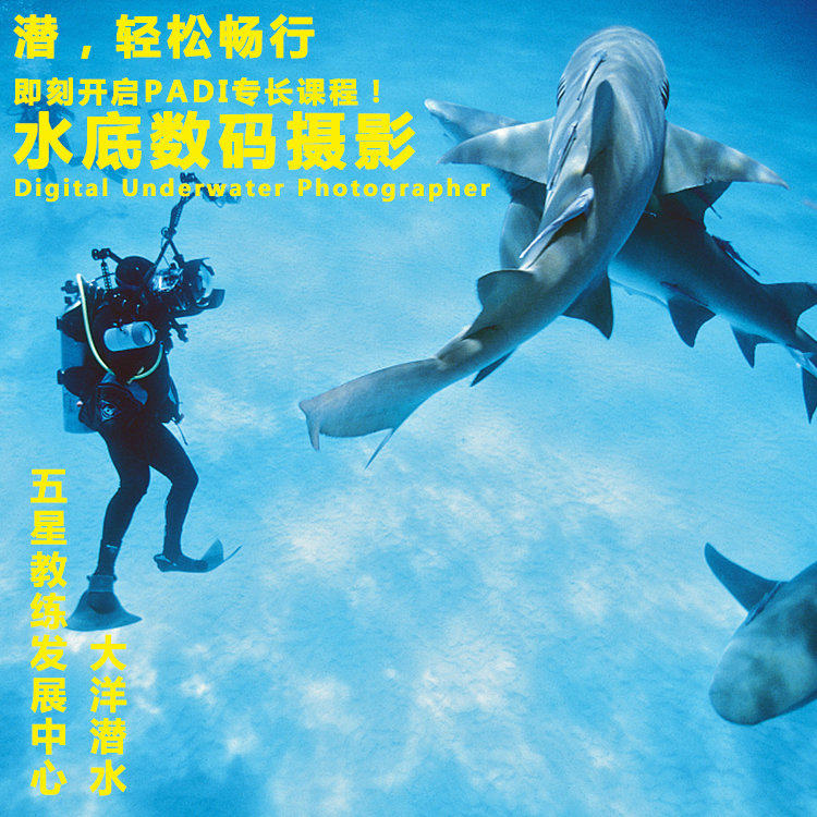 Ocean Diving PADI 5 Stars CDC Specialties Divers Deep Diving Neutral Buoyancy Unwinding Digital Underwater Photography Class-Taobao