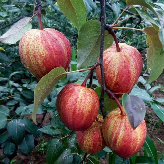 Huanghuali pear ເບ້ຍ pear ຕົ້ນ ໄມ້ ຫມາກ ເບ້ຍ grafted ຕົ້ນ pear ຫມາກ ໄມ້ ເບ້ຍ grafted ເບ້ຍ ເບ້ຍ ຫມາກ ໄມ້ ຂະ ຫນາດ ໃຫຍ່ ພິ ເສດ ການ ປູກ ໃນ ປີ ດຽວ ກັນ