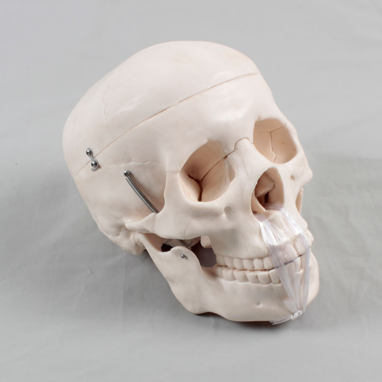 Skull bone art teaching aids teaching human head skeleton skull anatomy simulation 1 to 1 human skull model