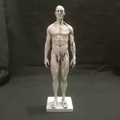 Art painting materials Art examination Men's body Women's body whole body muscle structure Sketch sketching sketching teaching aid model