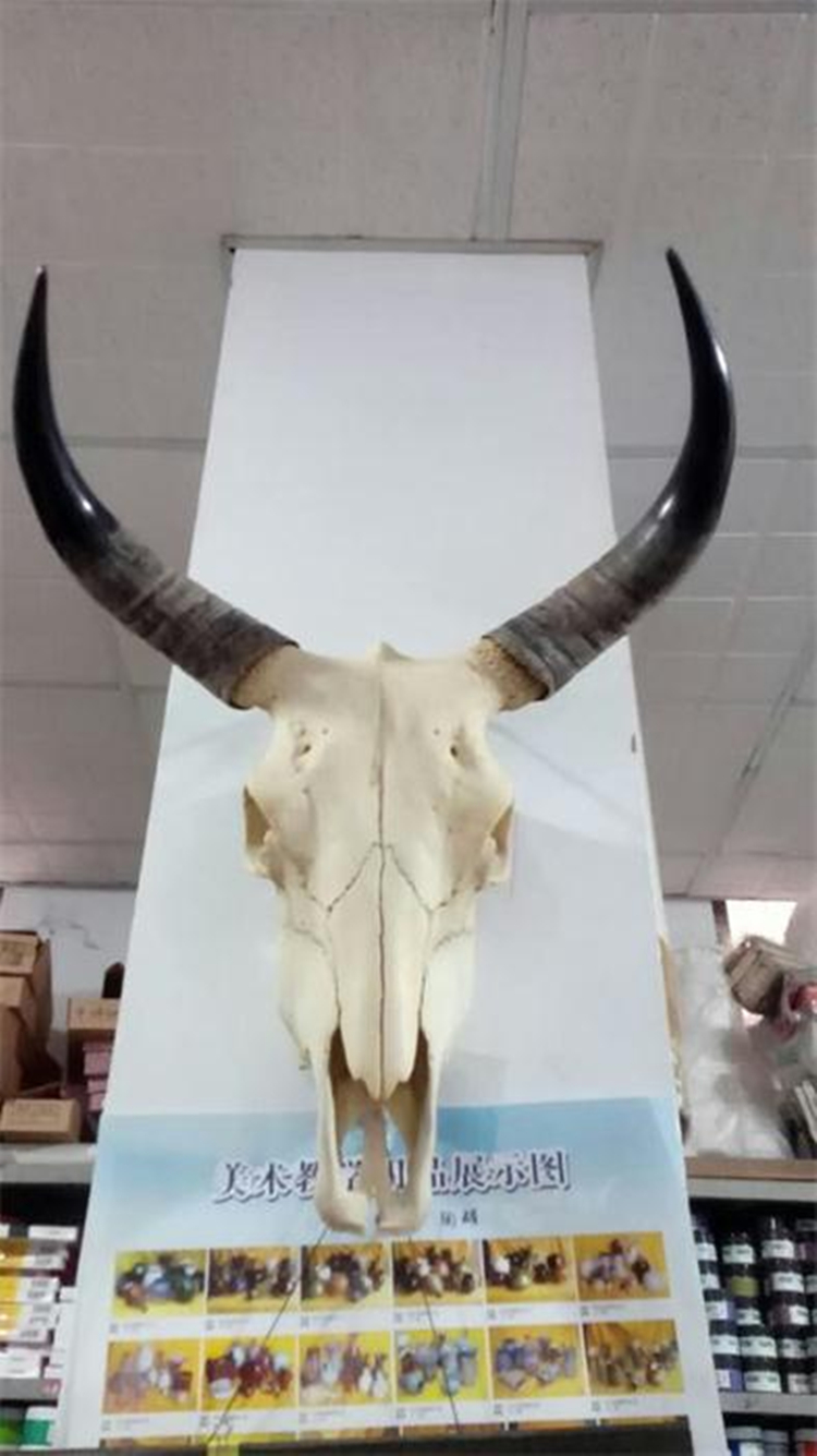 Fine artwork painting textbooks sketches simulated yak skull interior decoration skull yak head