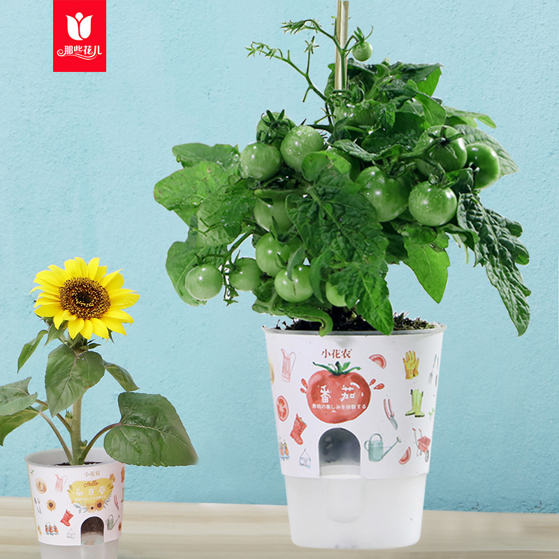 Children diy planting flower pot plant kindergarten pupils observe plant growth and germination mini canned self - species