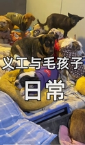 Real video of daily life between base volunteers and furry children Fuyang Small Animal Emergency Rescue Base stray cats and dogs
