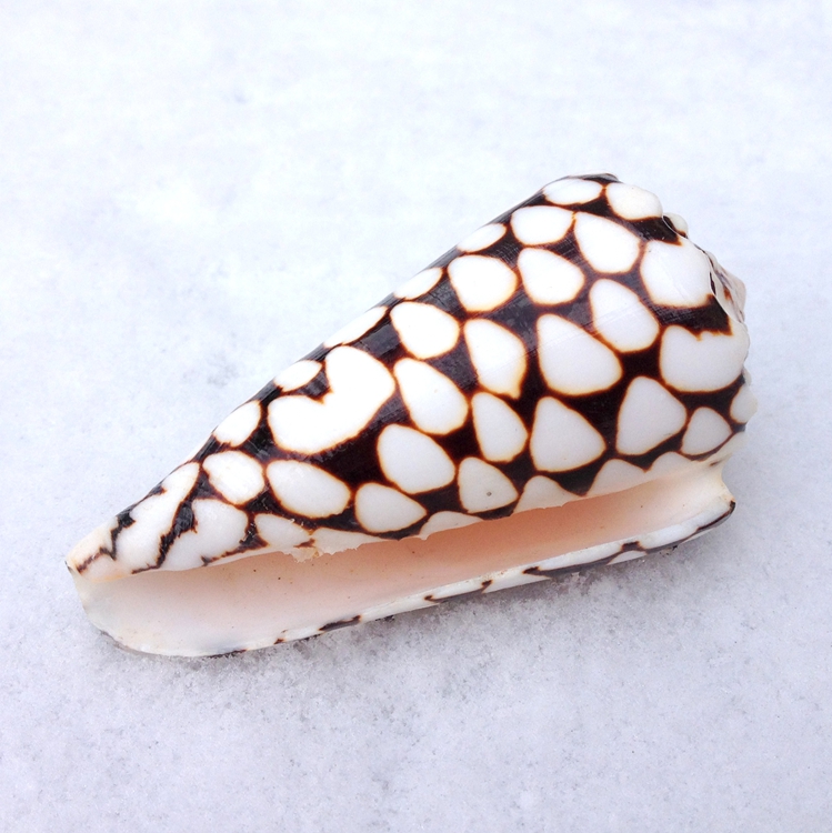 ��������Ȼ����ʯ����