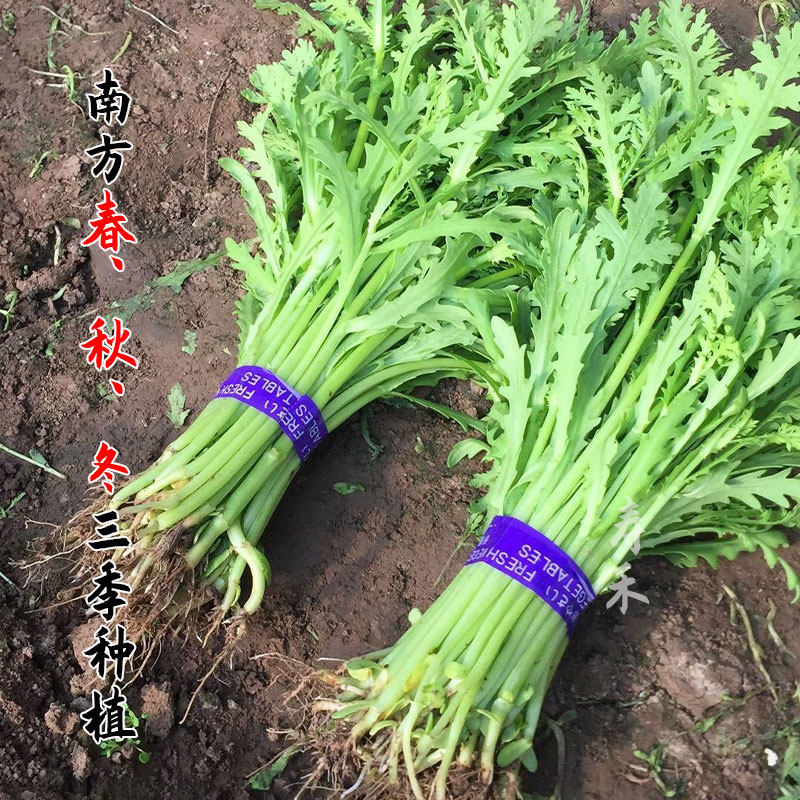 Small Leaf of Chrysanthemum Chrysanthemum Seed seed Seeds Emperor Vegetable autumn Winter seed Vegetables Vegetable vegetable Vegetable Pore Rape of Chrysanthemum Vegetables