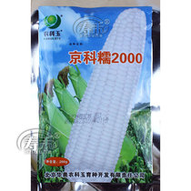 Jingke glutinous rice 2000 waxy corn seeds high yield glutinous rice extra sticky sweet corn sweet glutinous seed spring white glutinous