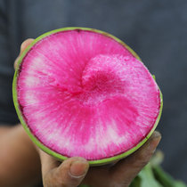 Beijing hybrid Mantang carrot seed Heart beauty seed High yield red heart fruit Mantang red seed seed relict