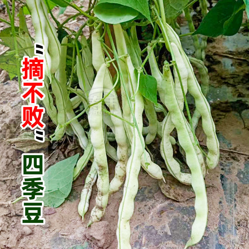 Pick undefeated white kidney beans Seeds Carob lentils Vegetables Relish Green beans seeds Young and old beans White kidney beans