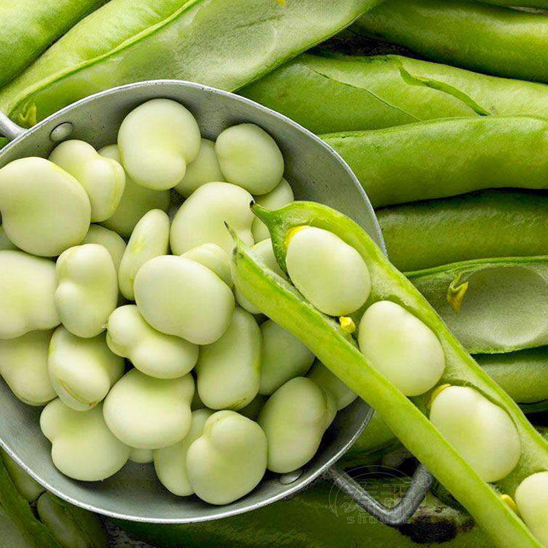 Large and high-yield broad bean seed seed, small farm bean seed, big dipper, large grain type, large hole seed
