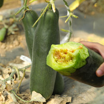 Melon seeds Seeds Black Kind Crisp Horns Super Sweet Cantaloupe Early Cantaloupe Cantaloupe High Yield Spring Horn Crispy