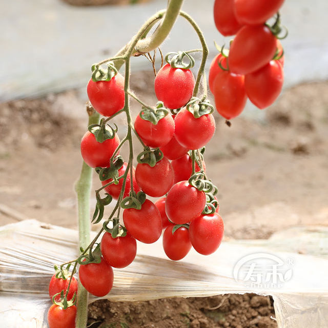 Four Seasons Small Tomato Seeds Millennium Cherry Tomato Dwarf Tomato Seedlings Potted Vegetable Seeds and fruit Seeds