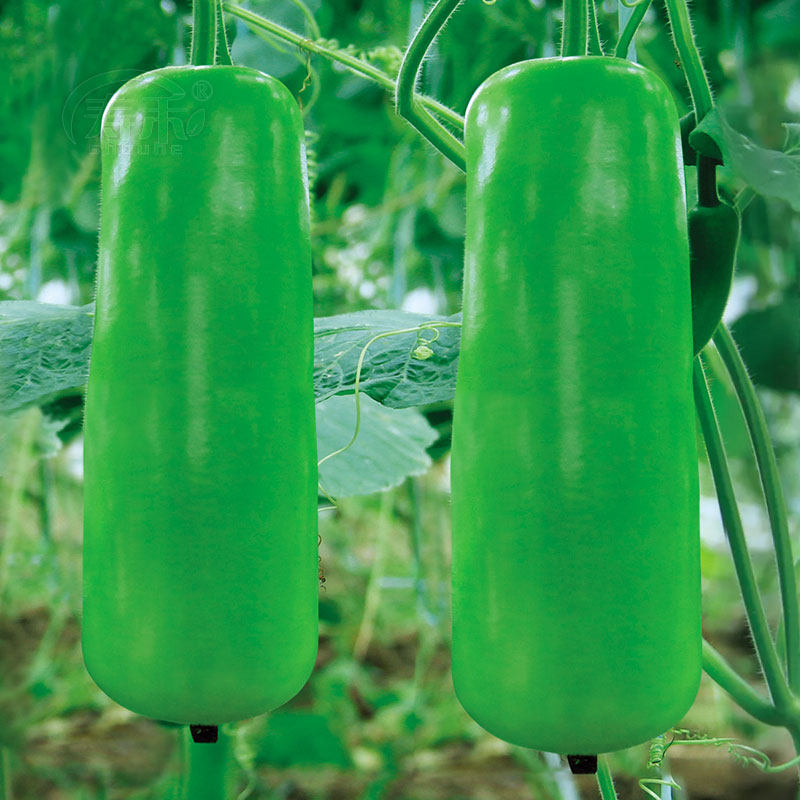 Gourd seeds early-maturing and high-yield heat-resistant gourd spring and autumn vegetable seeds seed seed melon seedlings