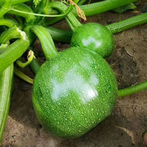 nen gua dedicated circular zucchini seeds seedling yield Four Seasons Pot xi hu lu seed vegetables vegetables melon holes