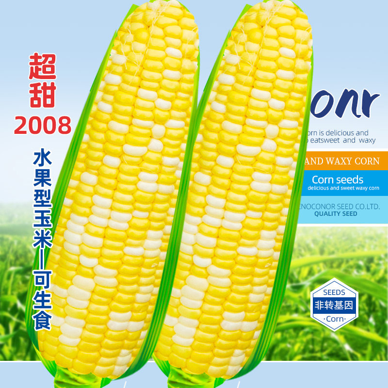 Precocious ultra-sweet fruit corn seed seed seed seed high-yield large field sweet and crisp sweet corn Four Seasons sweet North